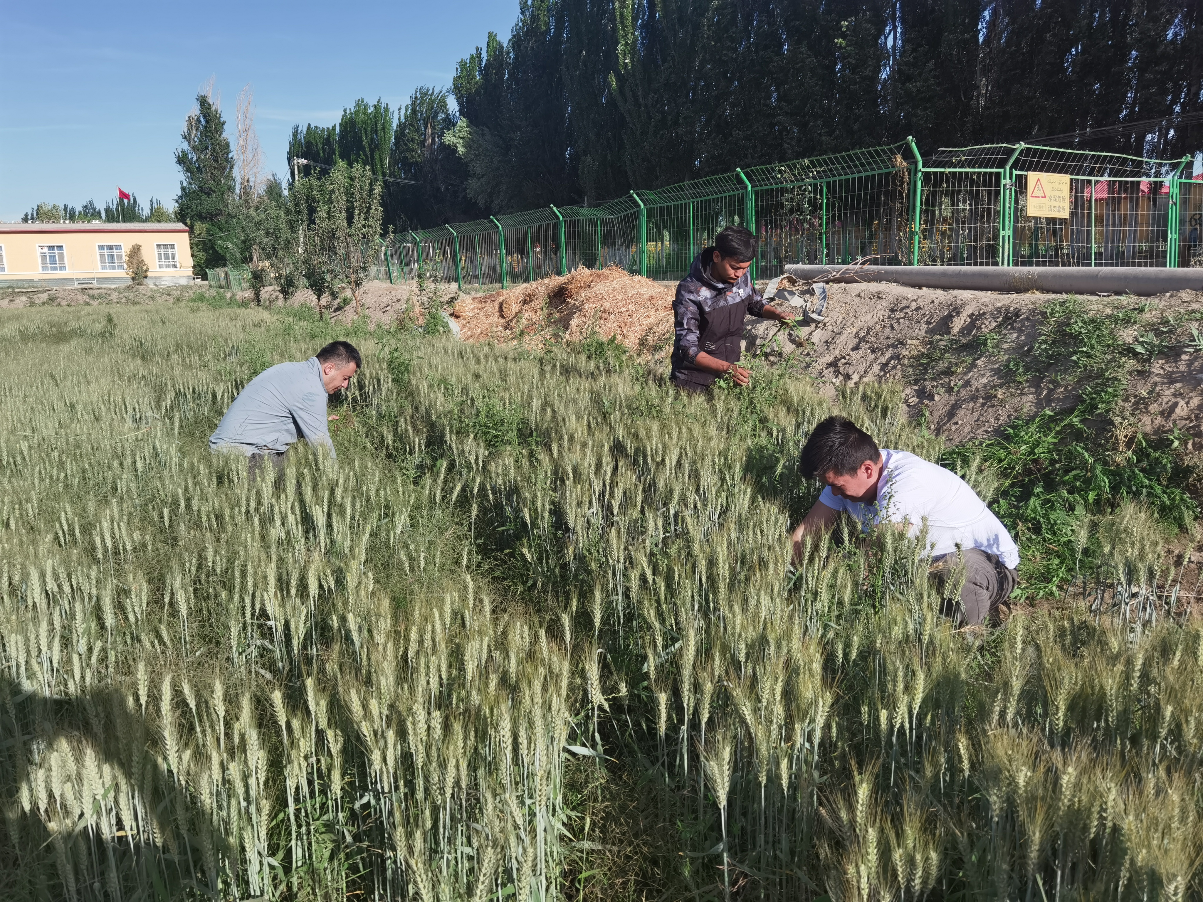 工作队员在队长的带领下,帮助村民田间劳作.jpg 工作队员在队长的带领下,帮助村民田间劳作.jpg